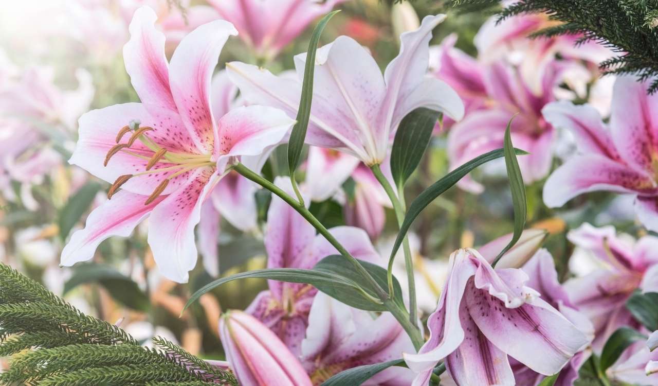 A field of lilies in full bloom representing God’s care and beauty, inspired by Bible verses about flowers