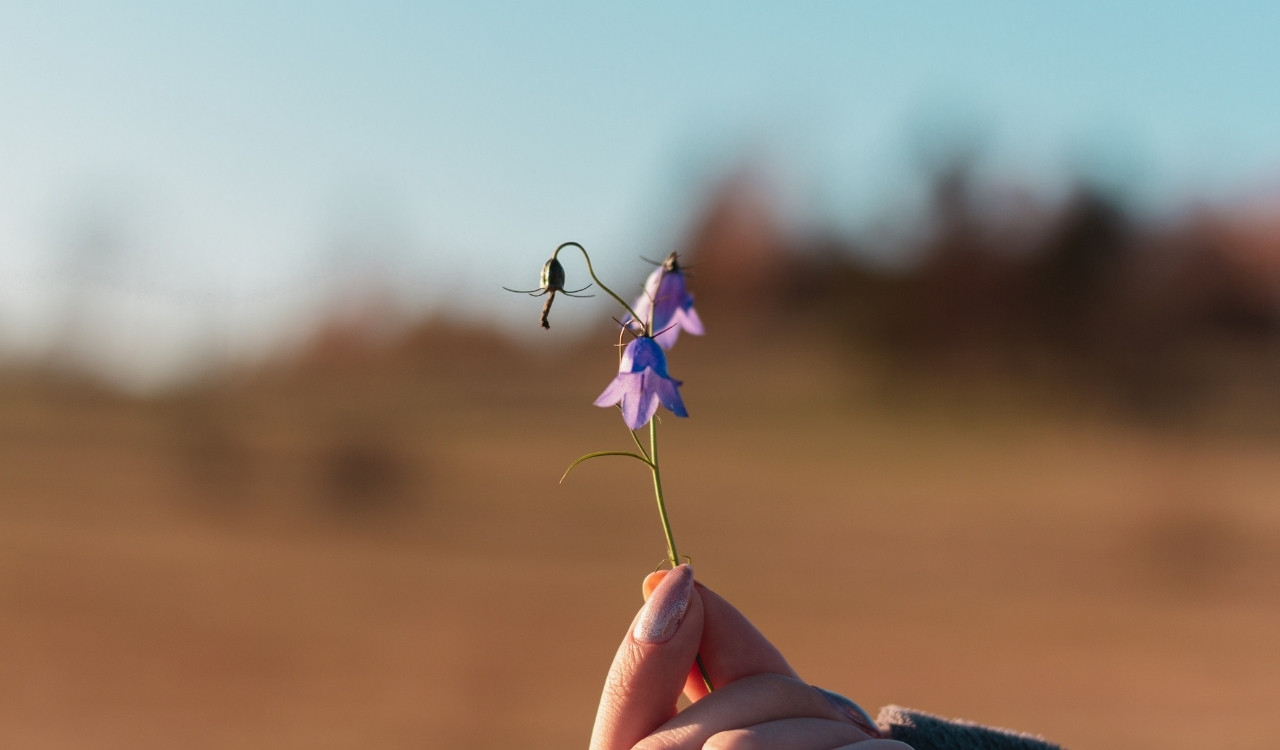 Colorful wildflowers growing in a desert, symbolizing renewal and hope from Bible verses about flowers